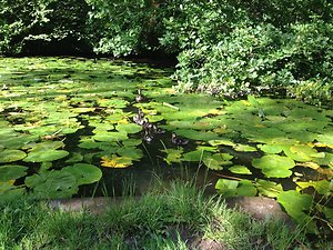 FAQ. canal lilies